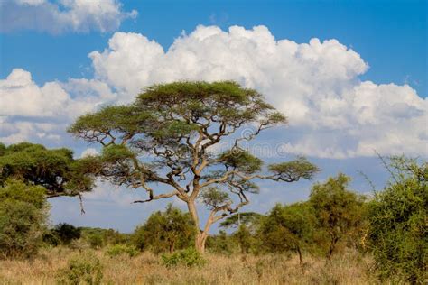 African Acacia Trees Landscape In Savannah Bush Stock Image Image Of
