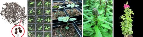 Different Growth Stages Of Snapdragons A Snapdragon Seeds B