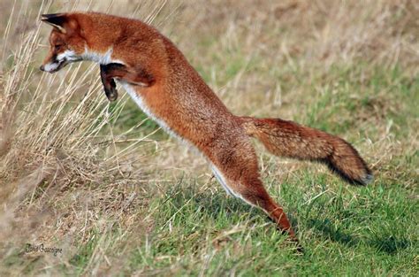Red Fox Diet Lov Strategie A Chování Wildlife Online Krediblog