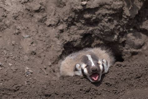 American Badger Stock Photos Pictures And Royalty Free Images Istock