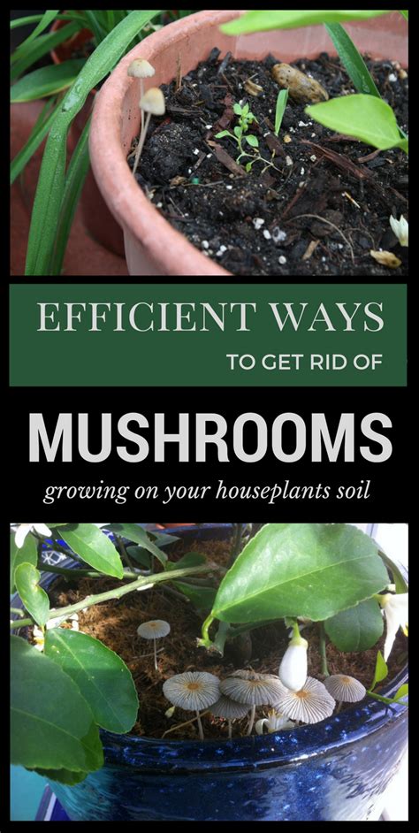 Remove the mushrooms from the old tree stump yourself by picking them off manually. Efficient Ways To Get Rid Of Mushroom Growing On ...
