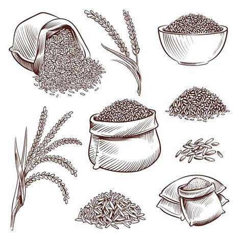 How To Draw Rice Grains At How To Draw