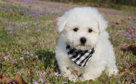 They can make good watchdogs, but are more. Bichon Frise Puppies For Sale | Marysville, MI #296160