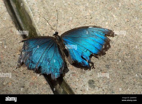 Mariposa Morfo Azul O Morfo Menelaus Con Alas Engastadas En Asfalto