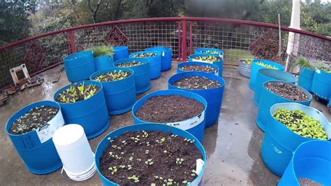 Free 55 Gallon Plastic Barrels Into Vegetable Planters Herbal Plant Power