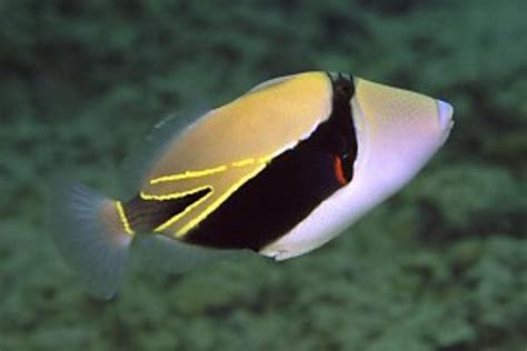 Rectangular Triggerfish Information And Picture Sea Animals