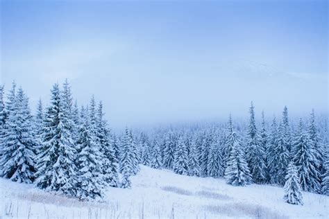 Premium Photo Wonderful Winter Landscape