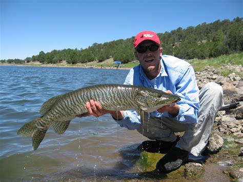 Outdoors Nm Trophy Tiger Muskies In Quemado Bluewater