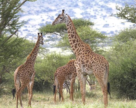 How Did The Giraffe Get Its Long Neck Clues Now Revealed