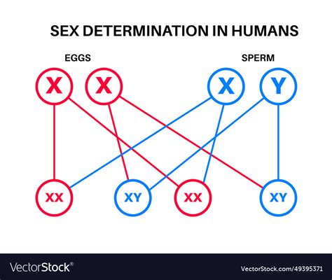 Sex Determination In Humans Royalty Free Vector Image