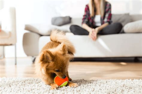 5 Things You Should Prepare To Make Your Dog Love To Play Indoors