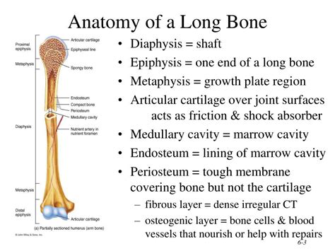 Ppt Chapter 6 The Skeletal Systembone Tissue Powerpoint