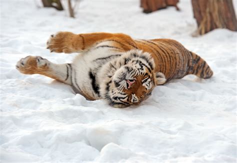 Big Cats Tiger Snow Animals Winter Wallpapers Hd Desktop And