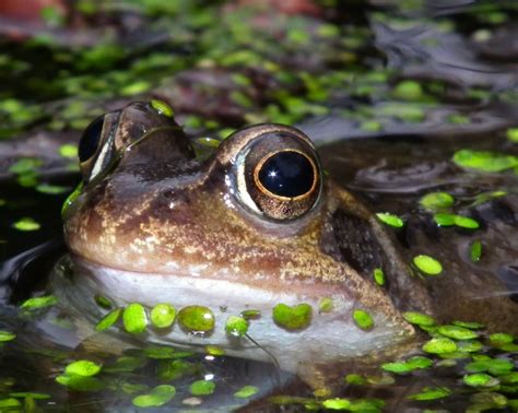 Common Frog Norfolk Wildlife Trust
