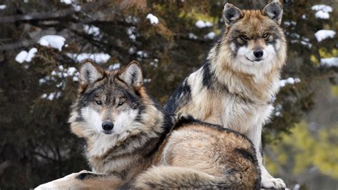 Brookfield Zoo To Establish New Pack Of Endangered Mexican Wolves