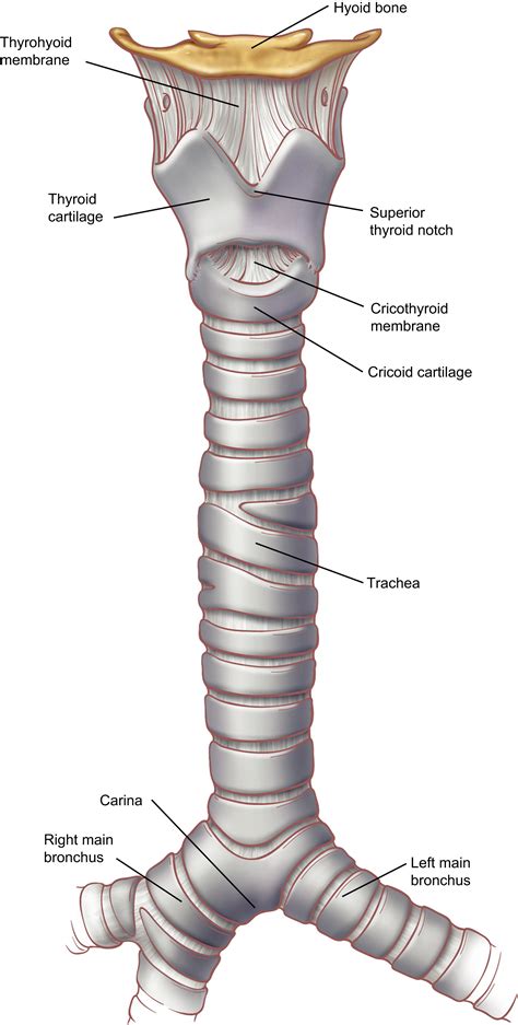 Trachea Model Labeled