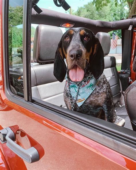14 Pictures Only Coonhound Dog Owners Will Think Are Funny Page 2 Of