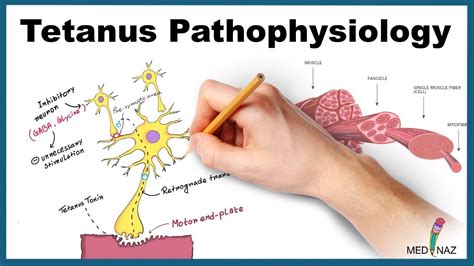 Welcome to the mechanisms of action (moa) prediction competition. Tetanus Pathophysiology (Mechanism of Action) - YouTube