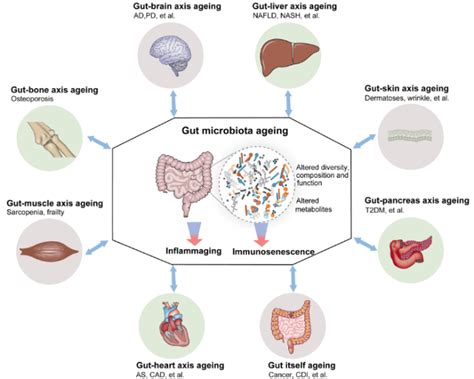 Gut Microbiota And Aging Surface Your Real Self