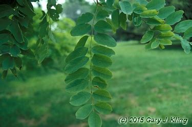 Robinia pseudoacacia purple robe is a gorgeous tree in its youth. Robinia pseudoacacia habit: UIPLANTS