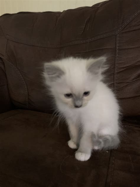 Alaskas List Ragamuffinragdoll Kittens For Sale