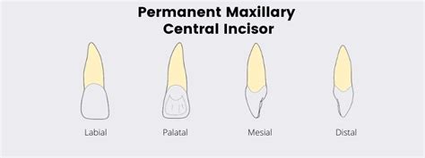 Permanent Maxillary Central Incisor Archives Dental Education Hub