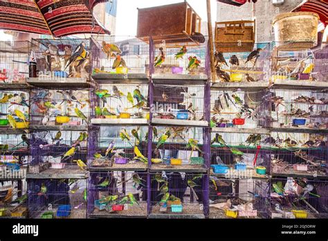 Africa Egypt Cairo Parakeets For Sale At The Souk Al Gomaa Friday