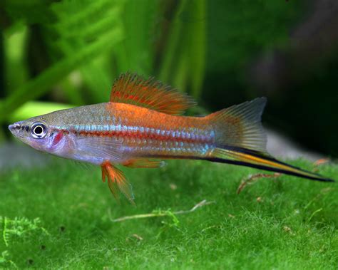 Swordtail Neon Xiphophorus Helleri Swordtail Livebearers Fish