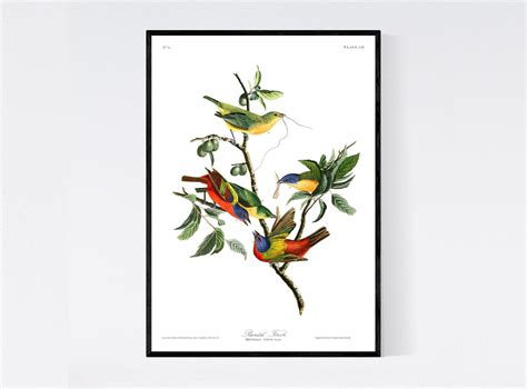 Our high quality vintage print of a Painted Finch Bird by John Audubon