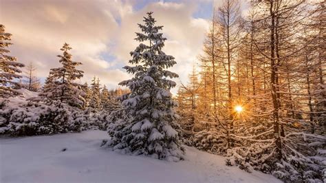 Download 1920x1080 Snow Winter Sunset Pine Tree