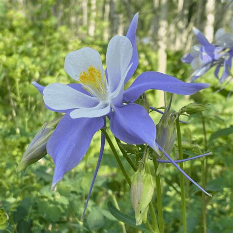 Rocky Mountain Columbine Colorado State Flower Vics Tree Service