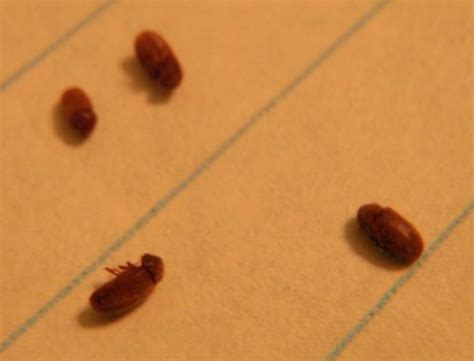 Little Brown Beetles In Bedroom