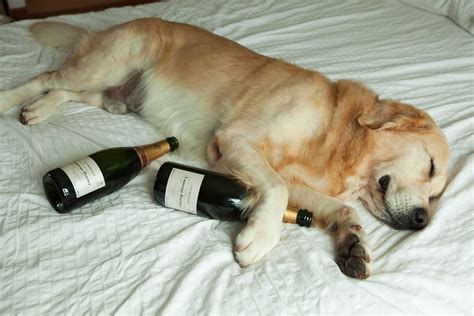 Homer The Golden Retriever Homers Happy New Year Hangover