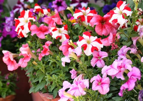 Huge collection, amazing choice, 100+ million high quality, affordable rf and rm images. Home Gardening - India: Collecting Seeds - Petunia