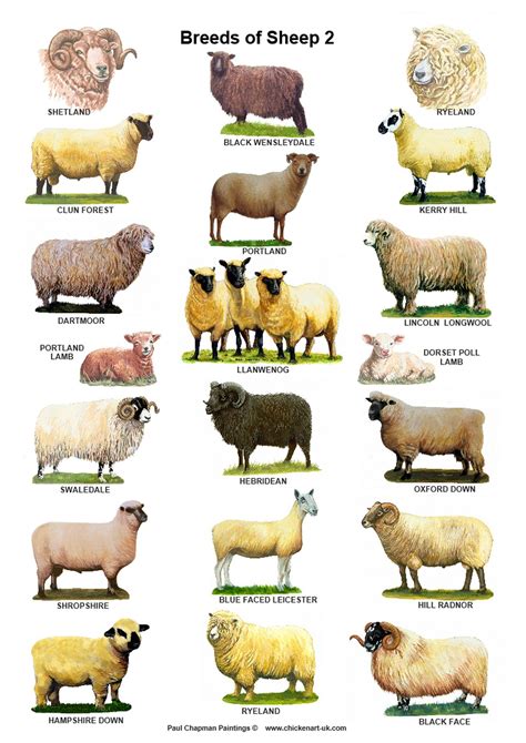 A4 Laminated Postersbreeds Of Sheep 2 Different Posters In 2021