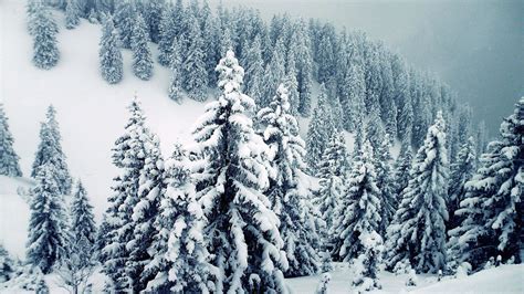 Snow Covered Winter Trees Wallpapers Wallpaper Cave
