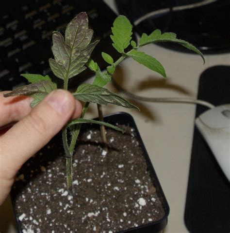 Casing got stuck on, cotyledon leaves rotted underneath due to keeping it in a high. tomato seedlings with strange leaf spots, need opinions ...
