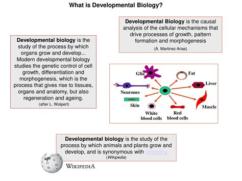 Ppt Why Should We Engage In Developmental Biology Powerpoint