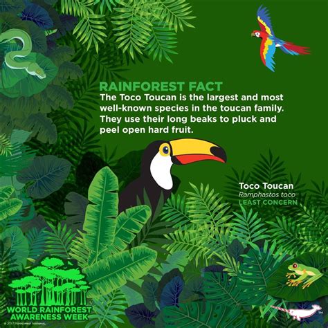 Animals Facts In The Rainforest Rainforest Animal