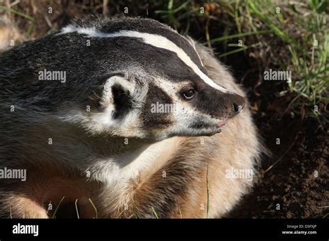 American Badger Digging Hi Res Stock Photography And Images Alamy