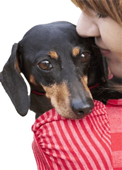 Jeffers pet offers canine vaccinations including dog vaccines and puppy shots as well as records, needles, syringes, and more. Dog Adoption :: Search by breed, size, age and location.