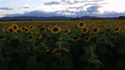 Gorgeous Field Of Sunflowers North Of Spokane Wa Youtube