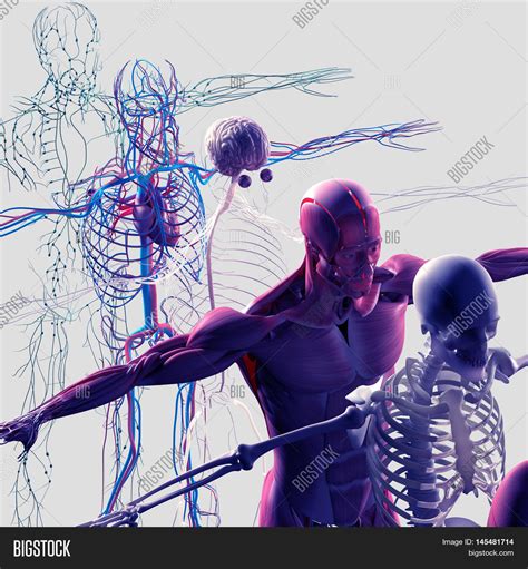Human Anatomy Exploded Image And Photo Free Trial Bigstock
