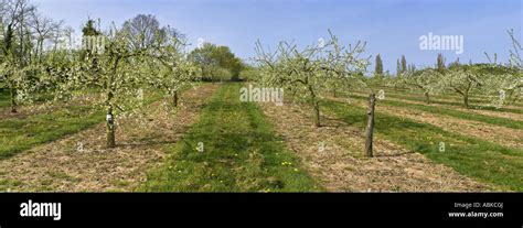Blossom Apple Orchards Vale Of Evesham Worcestershire Stock Photo Alamy