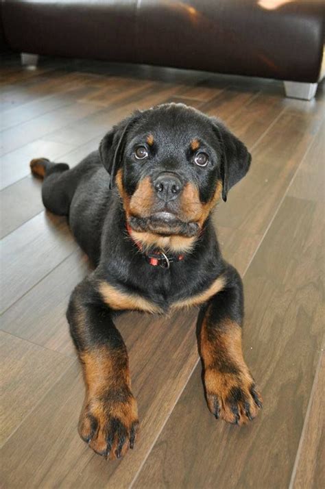 Husky x rottweiler = rottsky. Cute Rott Pup | Rottweiler puppies, Big dogs, Pets