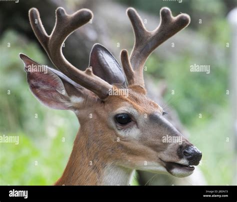 Whitetail Buck Portraits Stock Photo Alamy