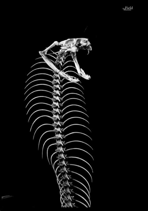 Articulated Skeleton Of A King Cobra King Cobras Like All Snakes