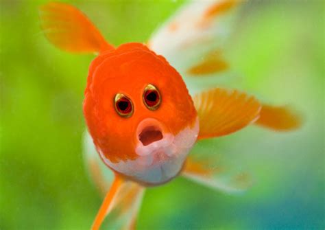 What 10 Different Animals Would Look Like If Their Eyes Were At The