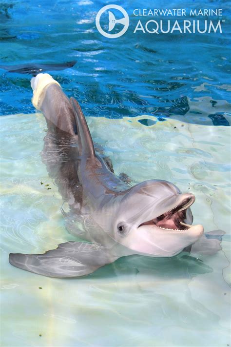 8 Reasons To Visit Clearwater Marine Aquarium Artofit
