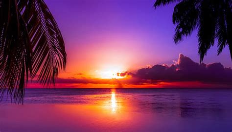 Sunset Palm Trees Sea Paradise Beach Vacation Hd Wallpaper Peakpx
